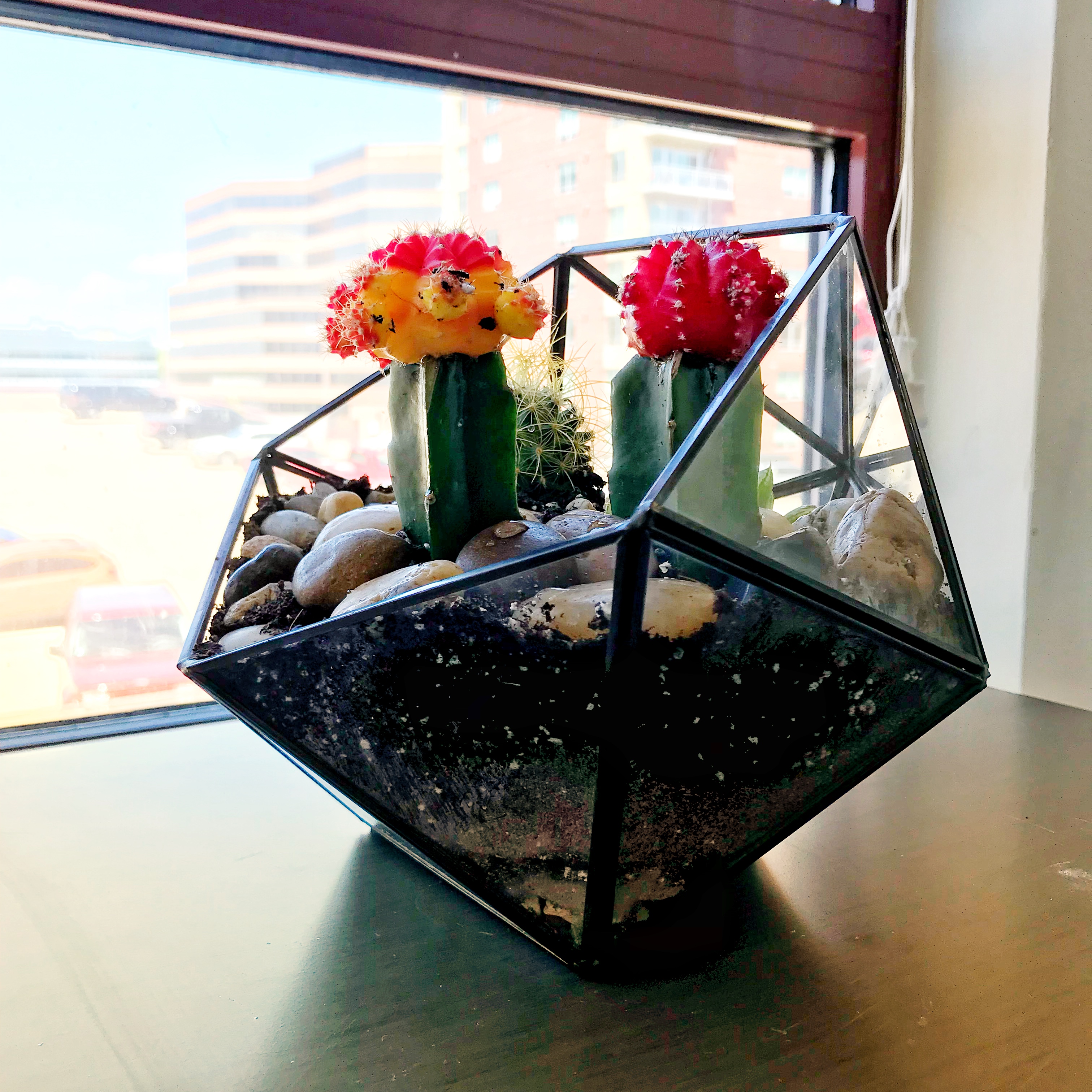 A glass planter with cacti planted in it.